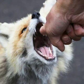 [sticker](media:AAMCAQADHQI9ls-AAAEaaX1mXgVsYDUvlNXwAwhmDUaQNCGfCAACjAADT4fkCKxhg9zl8GsmAQAHbQADNQQ@telegram)