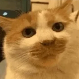 [sticker](media:AAMCAQADHQJDr2X7AAEBZZVmYp_ztqdk7EErYQnfR8l35Hu0BgACqwIAAgqIwUaj-QKJ0n8DBwEAB20AAzUE@telegram)