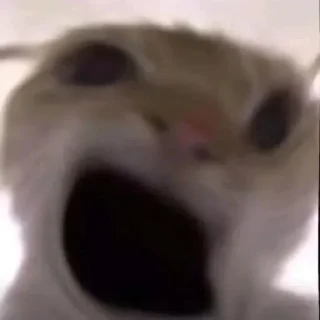 [sticker](media:AAMCAQADHQJDr2X7AAEBrb9o_IyGORv2msjEp1DGf5BLzjfSyAACFwYAAmY0KUVWrkoh5fxD2AEAB20AAzYE@telegram)