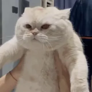 [sticker](media:AAMCAQADHQJDr2X7AAEBwQ1pyNZeL9G5xoYSxB4T0I6KkZefMwACSgMAAu1kqUab3AX7KNL9FQEAB20AAzoE@telegram)