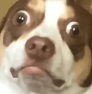 [sticker](media:AAMCAQADHQJQ4sFGAAIJY2FNeg7gzcAamvwisBoB7TPIR0AJAAJXFQACmX-IAowJLzwNgs9xAQAHbQADIAQ@telegram)