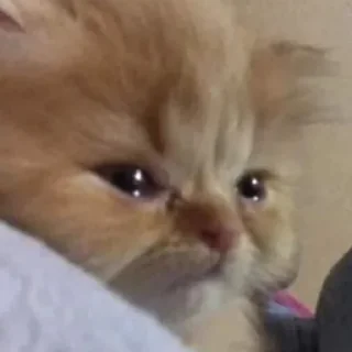 [sticker](media:AAMCAgADHQI9GfldAAEB5hVm8r-3Chua5ORZE6q-maxJKvHWnQACmzIAAj2bQUsdpVL0eQnCyQEAB20AAzYE@telegram)