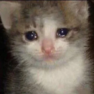 [sticker](media:AAMCAgADHQI9GfldAAEBvQ9mCtwStdpQqJzojZuaToPnwBTvXwAC6ggAAlwCZQOJkYIUjYqrDwEAB20AAzQE@telegram)