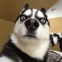 [sticker](media:AAMCAgADHQI9GfldAAEBwvxmGRj9txy6PPGpp3Ib-NySasVy2QACDAMAAlwCZQPuXuCGmkFtTwEAB20AAzQE@telegram)