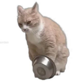 [sticker](media:AAMCAgADHQI9ls-AAAEaYNRl5zxGhG6_nOTN9-36it5wg796VgACAUQAAuVBaEizPyRQDcJwLQEAB20AAzQE@telegram)