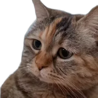 [sticker](media:AAMCAgADHQI_K-iKAAEFH0NnDnTSCFYK6J3x25CIoStNh1N79wACY0MAAl4qaUhBsrEwZuLtSgEAB20AAzYE@telegram)