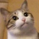 [sticker](media:AAMCAgADHQJAQwEmAAELNzZeWG_5CH6fkTfXIxZkzjvtBTZomwACYQcAAlwCZQPiqiDGCt9mv3APgg0ABAEAB20AAyWEAAIYBA@telegram)