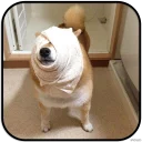 [sticker](media:AAMCAgADHQJAQwEmAAELVI5egY9i2TgWmSbQ6rraeeot6-qGfQACUQwAAujW4hLNoqOg1uDRhtdCrQ4ABAEAB20AAzJ4AAIYBA@telegram)