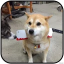 [sticker](media:AAMCAgADHQJAQwEmAAELXZRekqnFU0S8rWL7j9BAJU6um0fnFQACTwwAAujW4hLX2KSts9DDfwj-rA4ABAEAB20AA562AAIYBA@telegram)