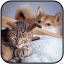 [sticker](media:AAMCAgADHQJAQwEmAAELaH1en7zaecuekv_o8MCEoVzl_xHzqQACZQwAAujW4hKmL0leczcjU-b3tQ4ABAEAB20AA7aJAAIYBA@telegram)