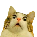 [sticker](media:AAMCAgADHQJAQwEmAAELmwte4wXCZ9Hg0db6O7lhNukdR7aRIQACqgEAAvFCvwWx8o2pBrgjffp3hCoABAEAB20AA7AjAAIaBA@telegram)