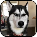 [sticker](media:AAMCAgADHQJAQwEmAAEMR0BfgnUHHZ6AN8G0ShZfhxzqU4DpOgACngwAAujW4hJrAtyE7EGJ5zFRtg4ABAEAB20AA9dlAAIbBA@telegram)