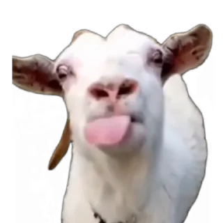 [sticker](media:AAMCAgADHQJDr2X7AAEBaLZmd3n5qHgqqGJD16EvfGFiTlf19gACZjoAAqugKUkXt-KkHibJgwEAB20AAzUE@telegram)