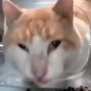 [sticker](media:AAMCAgADHQJDr2X7AAEBlZNnvS5O2g6lCNhJFh-S2egRxuLJmAACp1wAAiK4kUn0lo1x9VwCvAEAB20AAzYE@telegram)