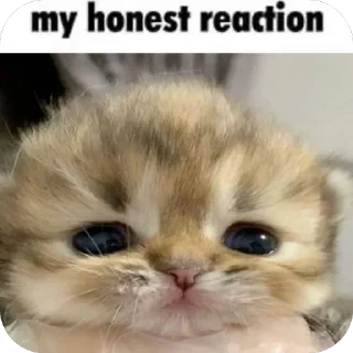 [sticker](media:AAMCAgADHQJDr2X7AAEBu69pgIyBhyUdYmESAAEyRdbTVqoH18wAAvFzAALfs3FIQJYQ891ac0MBAAdtAAM4BA@telegram)