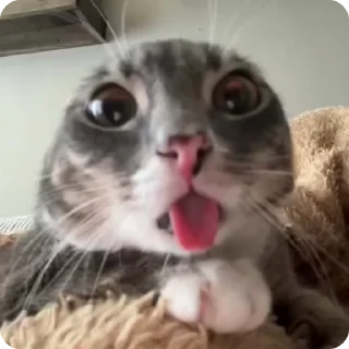 [sticker](media:AAMCAgADHQJDr2X7AAEBv-Jpru2U9KpBVq4dJhFJcrCyaw2MQQACC34AAs25oUgo5xykg3qpkQEAB20AAzoE@telegram)