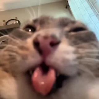 [sticker](media:AAMCAgADHQJDr2X7AAEBwppp4bfOnSWethitd5fG-LNm5kiZwgACw4AAAhpdkEhhtAvlcGa2MgEAB20AAzsE@telegram)