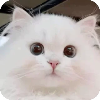 [sticker](media:AAMCBAADHQJDr2X7AAEBbphmniMwdlokoAPdmeTqXa7GpcGbqgACRhIAAjJLmFIAAVPwbnfi9DwBAAdtAAM1BA@telegram)