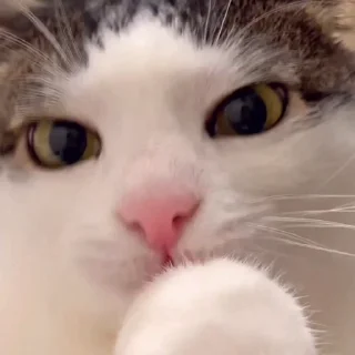 [sticker](media:AAMCBAADHQJDr2X7AAEBvQdpj6wgIlm-YCzOVV6u43YQl1d57QACqxcAAj4WgVDOs0Il-4JflQEAB20AAzoE@telegram)