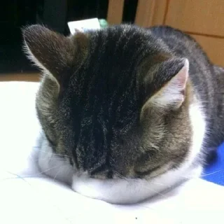 [sticker](media:AAMCBAADHQJQ4sFGAAIP7mGeOPxPRSGYmlMMEXNBIW6sCuGeAAKRAAPOOQgNlePFtWiAKRMBAAdtAAMiBA@telegram)