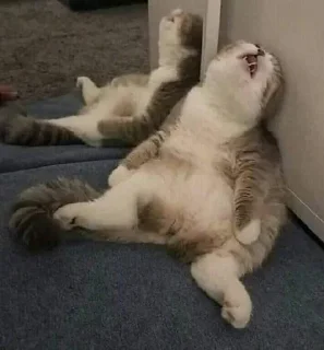 [sticker](media:AAMCBQADHQI9GfldAAEByptmK_xeySydlTsQyONzD-A6oj-9AQACagEAAmbj-wijSe3eAjmWHgEAB20AAzQE@telegram)