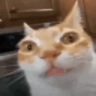 [sticker](media:AAMCBQADHQI9GfldAAECODNpI1mKyqccVQsPFdHAd70SCLSH4AACwxYAAhmQOVUswggnhr0oFAEAB20AAzYE@telegram)