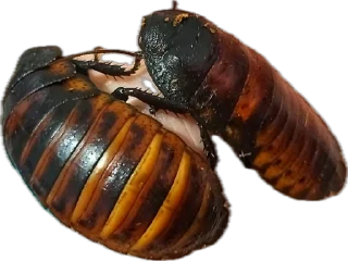 [sticker](media:AAMCBQADHQI9ls-AAAEaYDRl4f_hGmzo72l6WWafq_EEWH997QACFg0AAjVZEFco1J_BONc8AQEAB20AAzQE@telegram)