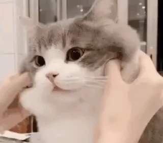 [sticker](media:AAMCBQADHQI9ls-AAAEaZOBmD-LXl8o0S_8Mr3qx7UeG0azgLwACWwwAAswhAVUG6eVBCLvVHwEAB20AAzQE@telegram)