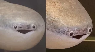 [sticker](media:AAMCBQADHQI9ls-AAAEaa7pmggiO-jbUXZyosIjGDOl8i4AnEAACTwwAAoGoWVQVAjPi89BnogEAB20AAzUE@telegram)