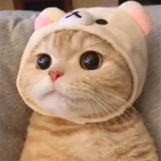 [sticker](media:AAMCBQADHQI9ls-AAAEaaaFmXsdmsKUs-v_tZHblp6MJqZU5kAACYQEAAhFncFckG_88qGVSMAEAB20AAzUE@telegram)