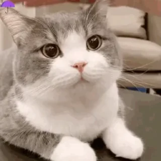 [sticker](media:AAMCBQADHQI_K-iKAAEE4G1kvBQrf1g7N9sE8eLAB8ML7x_ZlAACegQAArxbOVRfTvk44SX3VQEAB20AAy8E@telegram)