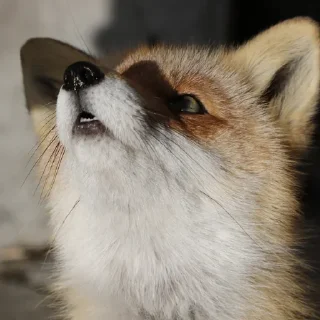 [sticker](media:AAMCBQADHQI_K-iKAAEFEMZmd960QHi9-2N8AszugoJEfqfJowACowYAAse_mVSkbDIwgrP-UQEAB20AAzUE@telegram)