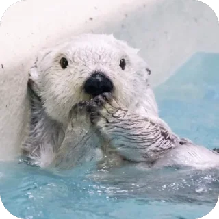 [sticker](media:AAMCBQADHQI_K-iKAAEFPy9o1XVStIu_ArPiIwi7THkNInKOpQAC2RAAAtgp2VUgsk79UDXx0AEAB20AAzYE@telegram)