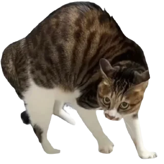 [sticker](media:AAMCBQADHQJDr2X7AAEB0tlqexu_cu4ah4wkqJomiOp62nFdOQACnCAAAtkxqVYWeGlE6A9AagEAB20AAz0E@telegram)
