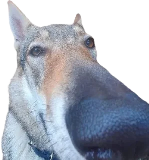 [sticker](media:AAMCBQADHQJDr2X7AAEBaaBmfLMyXPLIDnmCO9kWA825XFtIIAACLg0AApf96Vf8QM6IgljpbAEAB20AAzUE@telegram)