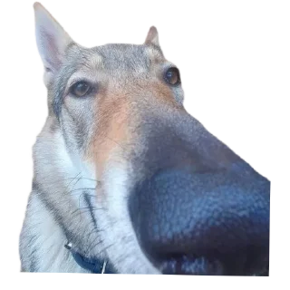 [sticker](media:AAMCBQADHQJDr2X7AAEBaaFmfLNn9Pmp8Uh_YMQrLiysLyFSzgACLw0AApf96VfQ6nrTI1wuoAEAB20AAzUE@telegram)