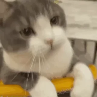 [sticker](media:AAMCBQADHQJDr2X7AAEBnpZn9ysm42suDj--fPcYQl-MwTKPHAAC7AsAAg68oFWDf1fe9PRpwwEAB20AAzYE@telegram)