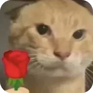 [sticker](media:AAMCBQADHQJDr2X7AAEBpPdogDF6B9HP1P_kwoPpazSKe8FAkgACwyYAAt3ueVfZKGcY7VEVFgEAB20AAzYE@telegram)