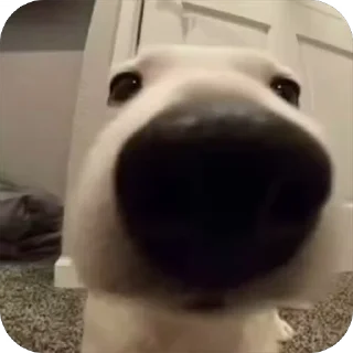 [sticker](media:AAMCBQADHQJDr2X7AAEBvplpmda7U9eYx5ylVASdRmdXeI4SgAACMh4AAlw9aFeeS1k9_dWPVgEAB20AAzoE@telegram)