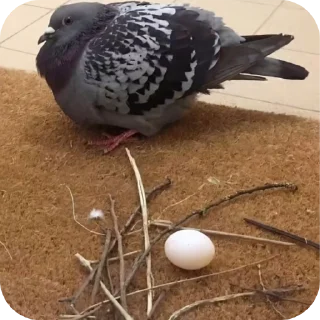 [sticker](media:AAMCBQADHQJDr2X7AAEBvtRpnHD1gfOm0qGs-FkcxYbK_6XM6AACpyIAAmTH4FTmsf8g0ZHqGgEAB20AAzoE@telegram)