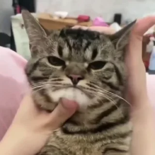 [sticker](media:AAMCBQADHQJDr2X7AAEBwHJpwLl-BCF11C09zny96BqtkpvrFQAC3goAApN1YVbn2iONffKkGgEAB20AAzoE@telegram)