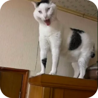 [sticker](media:AAMCBQADHQJDr2X7AAEBwjJp2Rl2LqAXGgvobZMXLH_SC16pBQACciAAAq2dyVZDkH684SKQAgEAB20AAzsE@telegram)