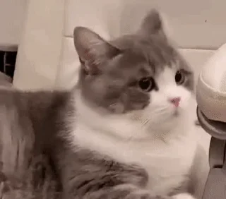 [sticker](media:AAMCBQADHQJPSdx3AAEDGJVmabbfG8P47hkNxdIRqZyhomnxgAACOgwAAilwAVWgssTizEneOQEAB20AAzUE@telegram)