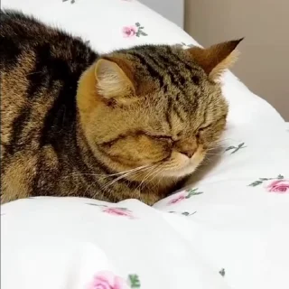 [sticker](media:AAMCBQADHQJPSdx3AAEDHHFnXUpBIf3iiIFIKm_g9PpJ0DrPYAACwwwAAgUIUFcUUwf4yzq97QEAB20AAzYE@telegram)