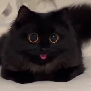 [sticker](media:AAMCBQADHQJPSdx3AAEDHHdnXUqmVGkmEsD1yr_j-kK0AsZHSwAC6w8AAswymFTtGlQp1PfsFAEAB20AAzYE@telegram)