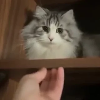 [sticker](media:AAMCBQADHQJPSdx3AAEDHKtnYP1VWQqORy7PLnDnCXYdNkKerQACuBoAAr628FcHlZBeLvmYZAEAB20AAzYE@telegram)