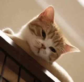 [sticker](media:AAMCBQADHQJWtdtwAAIhDmCPx_TwPC23C-LfCBXB0olkFvAOAALTAQAC1YPYEGySTnkZil2kd_OHanQAAwEAB20AA504AAIfBA@telegram)