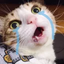 [sticker](media:AAQBABOREgswAARA-bsdb6THV7oqAAIC@telegram)