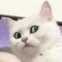 [sticker](media:AAQCAAN8CAACXAJlA6GsjoYh3gPvA7kyDgAEAQAHbQAD0EkAAhYE@telegram)