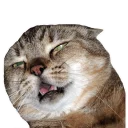 [sticker](media:AAQCAAP9AAMcvTYCUldvmBp2naRuJ4QqAAQBAAdtAAMxPAACFgQ@telegram)